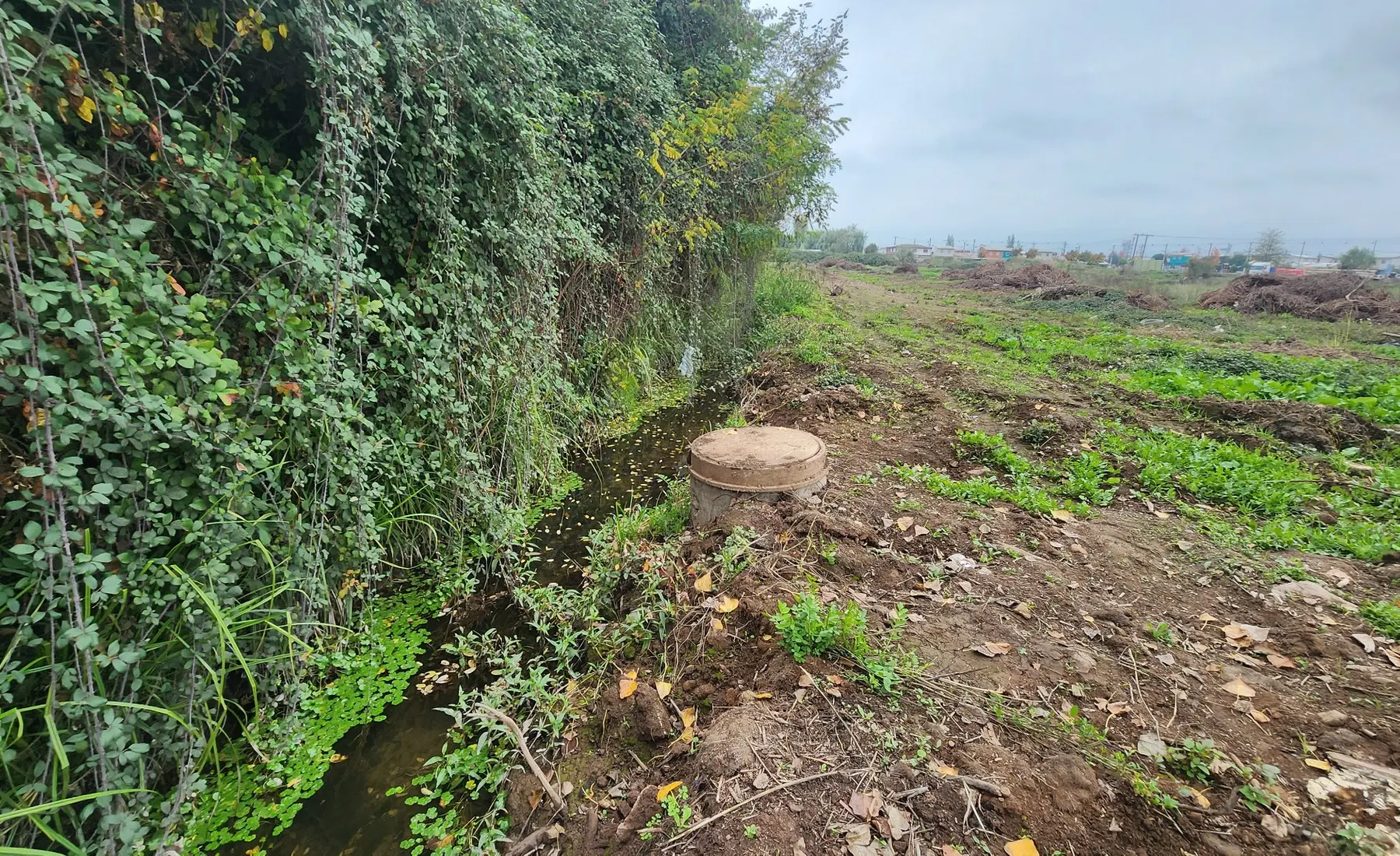 Cauce con vegetación y obra existente durante una visita técnica en la Región del Maule